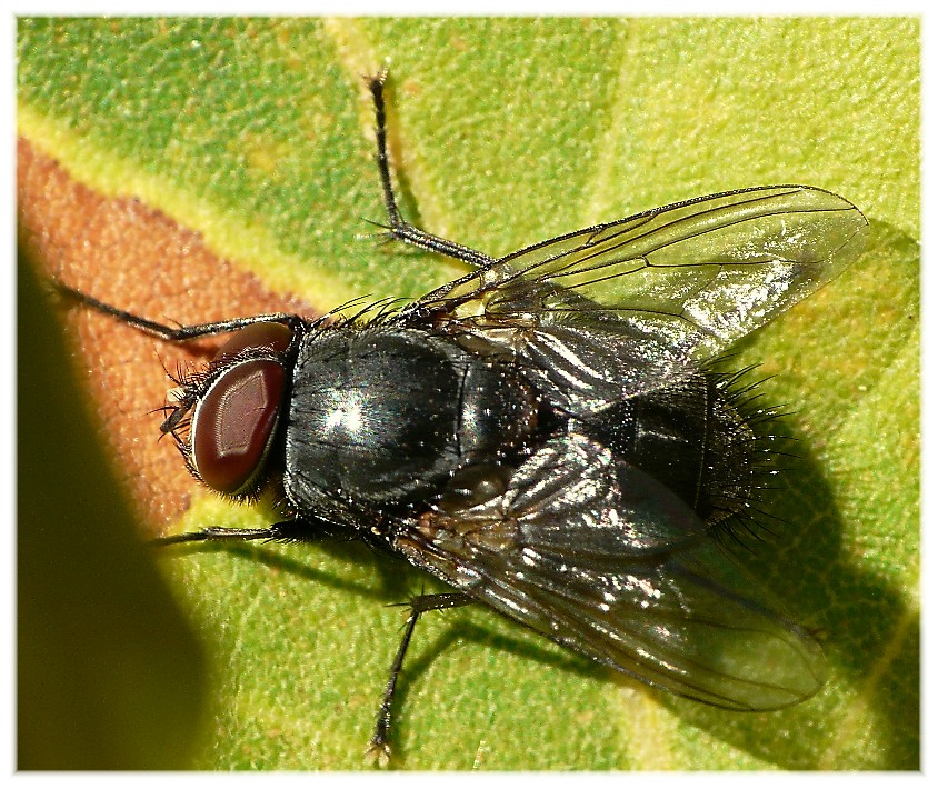 Alcuni ditteri